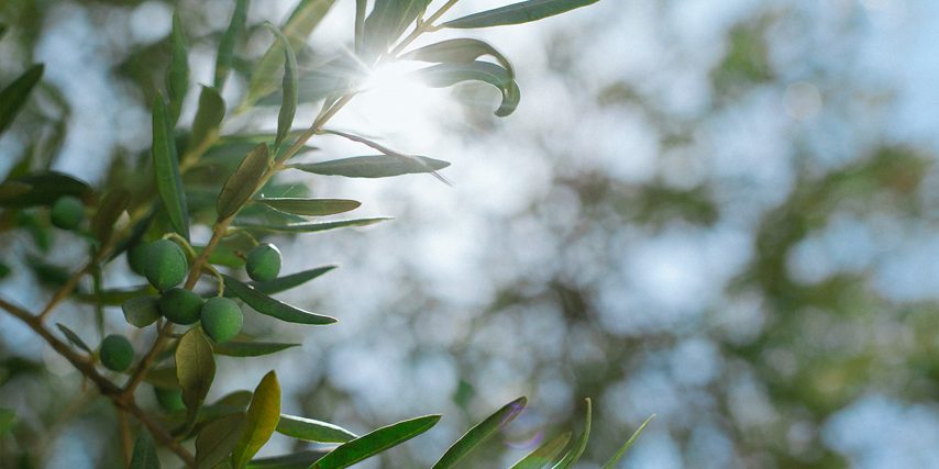 CertifiedSGBP_banner